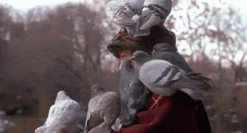 pigeon-lady.gif