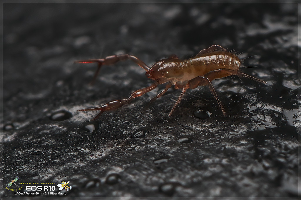 psuedoscorpion_g-XL.jpg