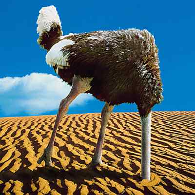 ostrich_sand.jpg