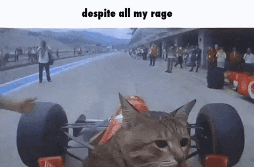 cat-car.gif