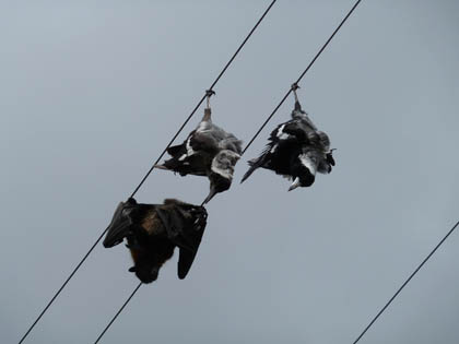 magpies-fruitbat.jpg