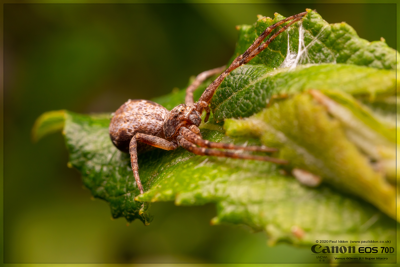 flatspider.jpg