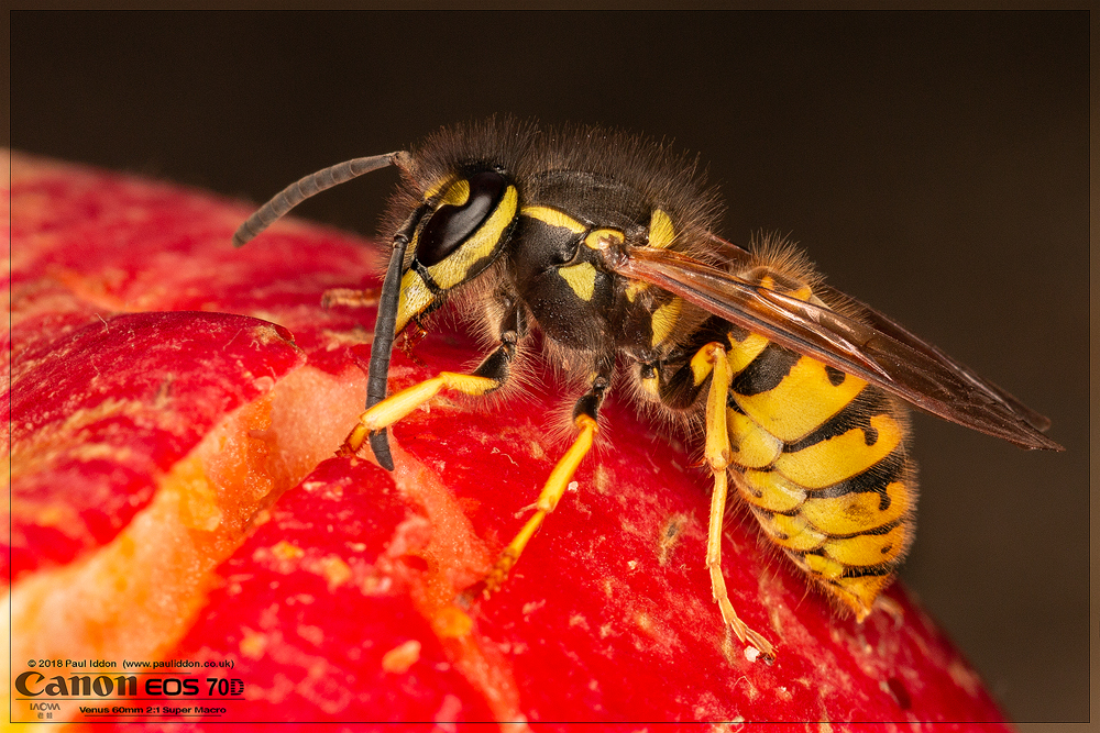 Wasp1.jpg