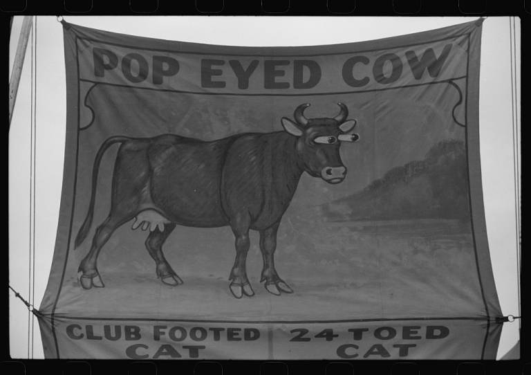 pop-eyed-cow-768x542.jpg