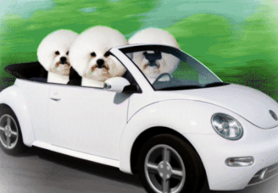 519614_400w_1000h.gif