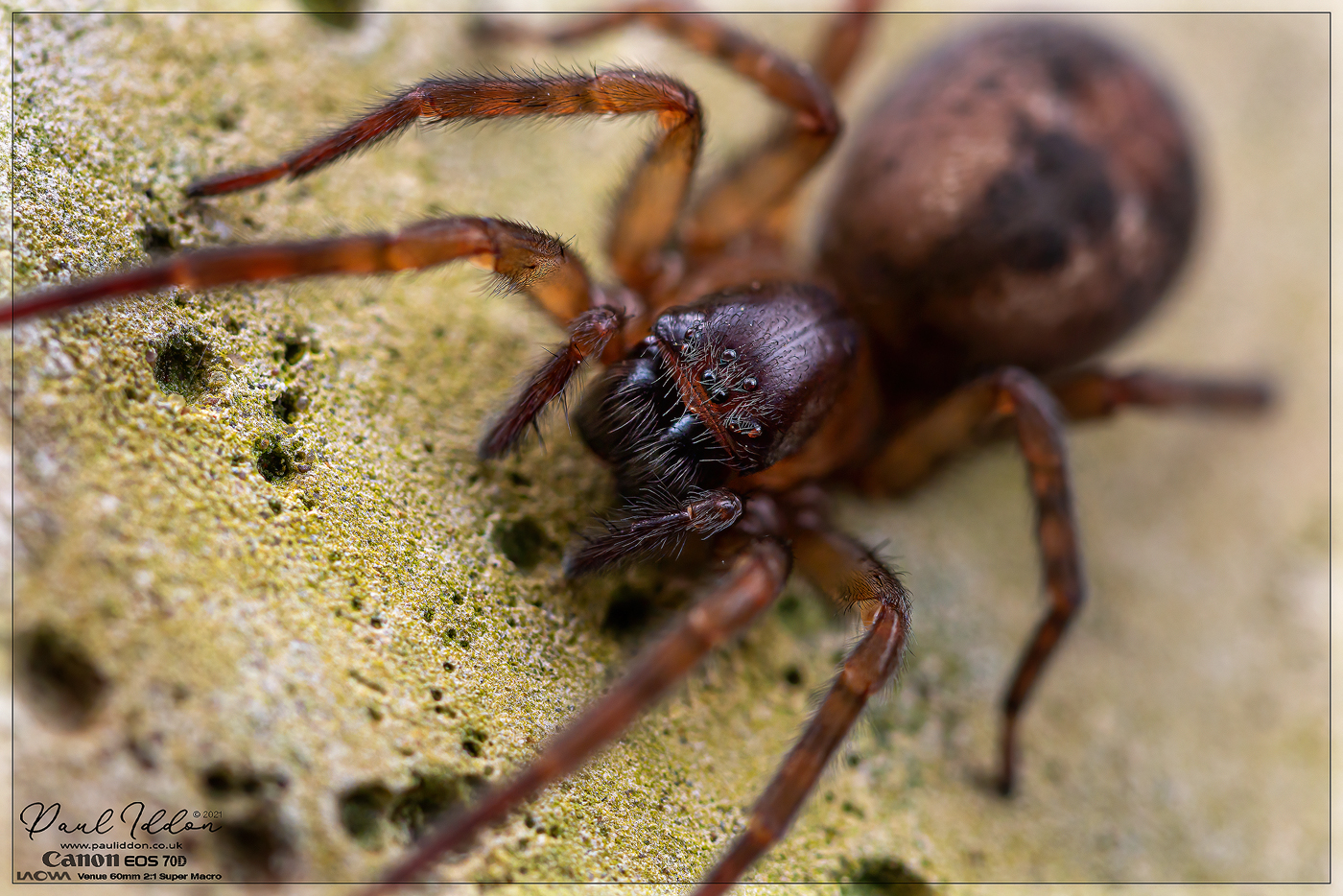 26spider05_1400.jpg