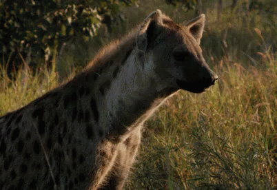 savage-kingdom-savage-kingdom-gi-fs.gif