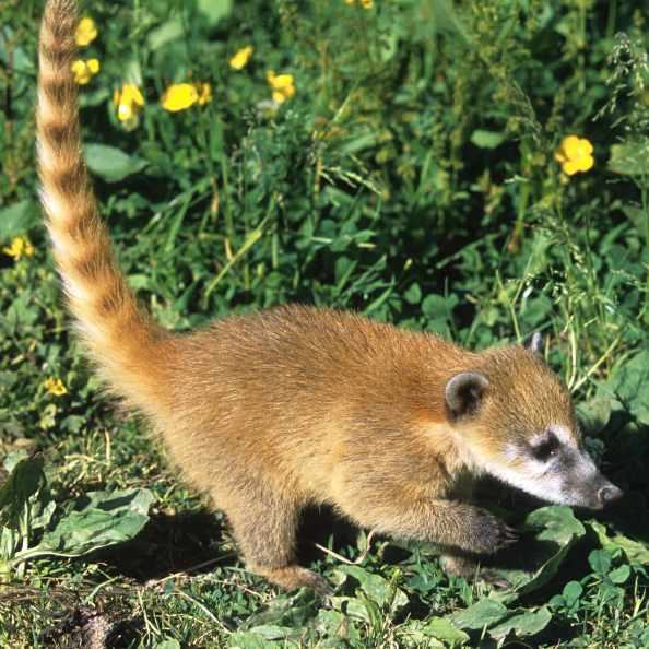 Coati_5.jpg