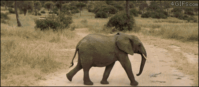 tumblr_m84h995SSJ1qdlh1io1_400.gif
