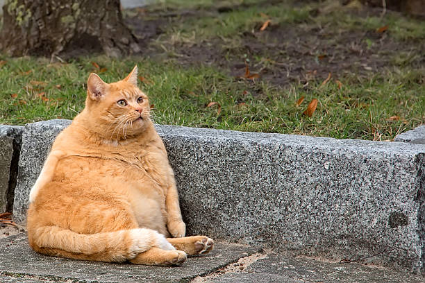 fat-cat-image.jpg