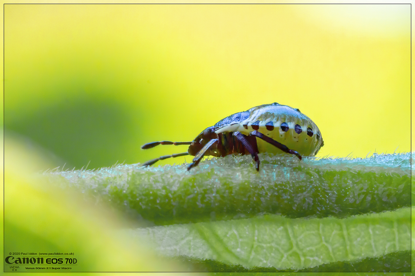 Instar01.jpg