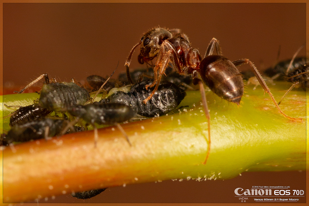 1000Ant2.jpg