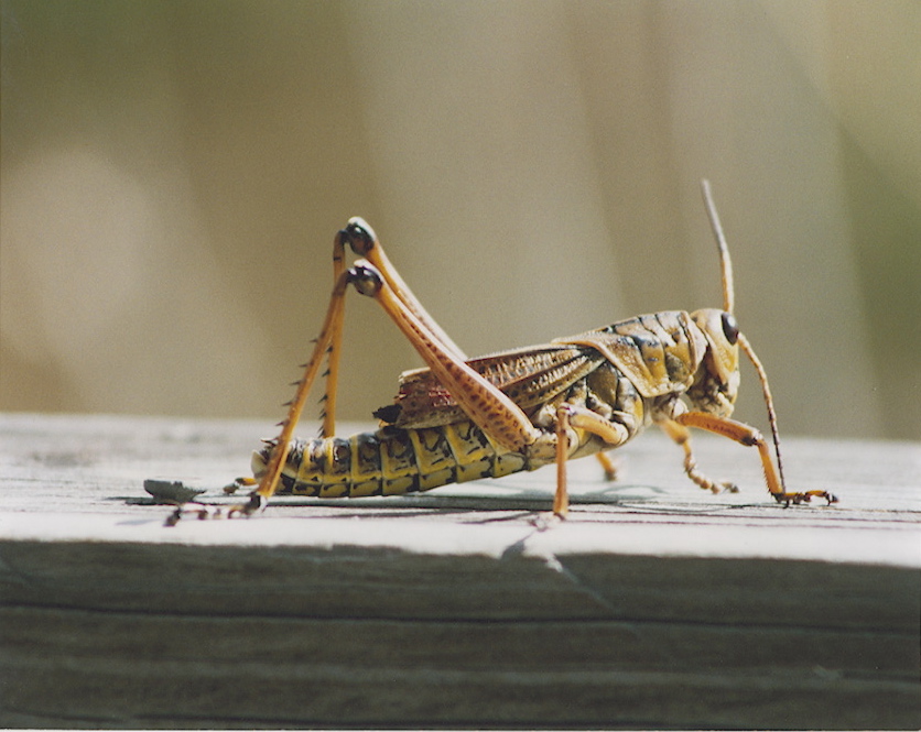 cricket.jpg