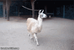 funny-gif-llama-gay.gif