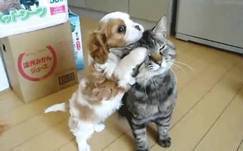 dog-cat.gif