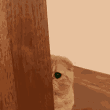 cat-for-akza.gif
