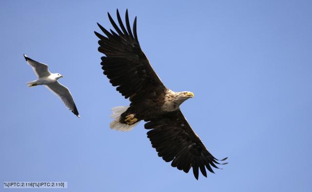 bird_1.jpg