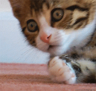 catfp.gif