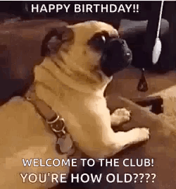 youre-how-old-dogs.gif