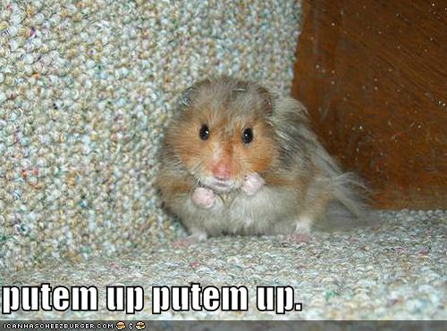 funny_pictures_boxing_hamster_1.jpg