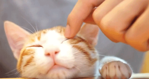 tumblr_mn6618NLpO1s5m0l1o1_500.gif