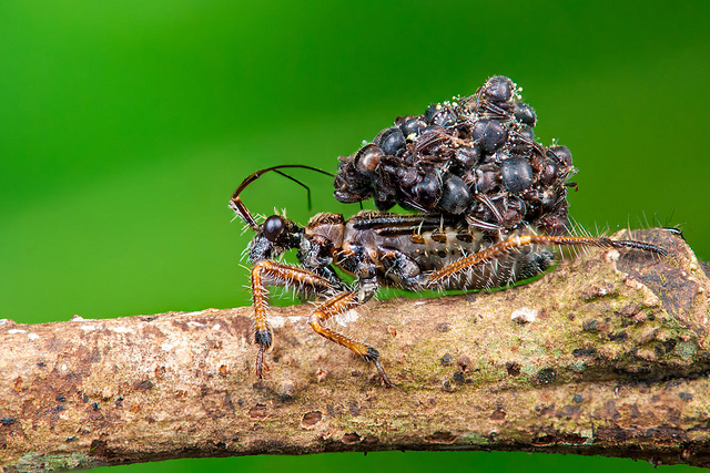 assassin+bug+8.jpg