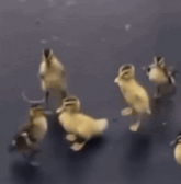 duck-dance-ducky.gif
