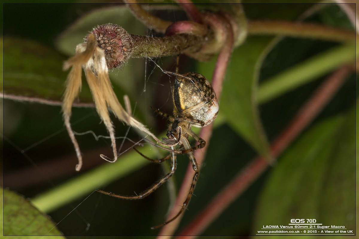 1200spiderbush.jpg