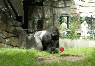 gorillaneg.gif