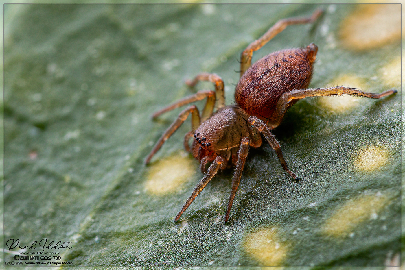spider_on_leaf_4k_1400.jpg