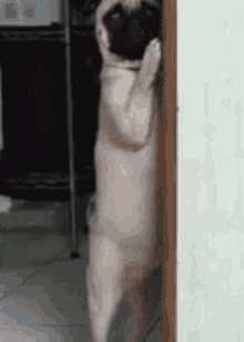 tenor.gif