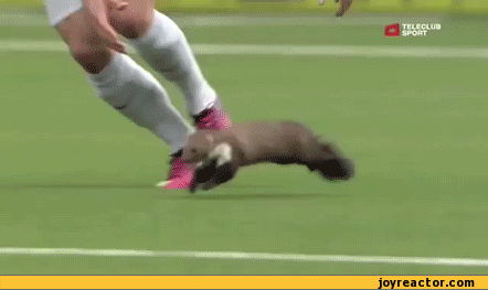 gif-football-sportsmen-least-weasel-599684.gif