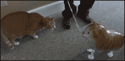 funniest-animal-gifs-cat-hates-balloon.gif