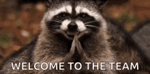 raccoon-yes.gif