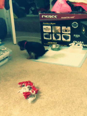 tumblr_n7ou51GKG51s818xzo1_400.gif