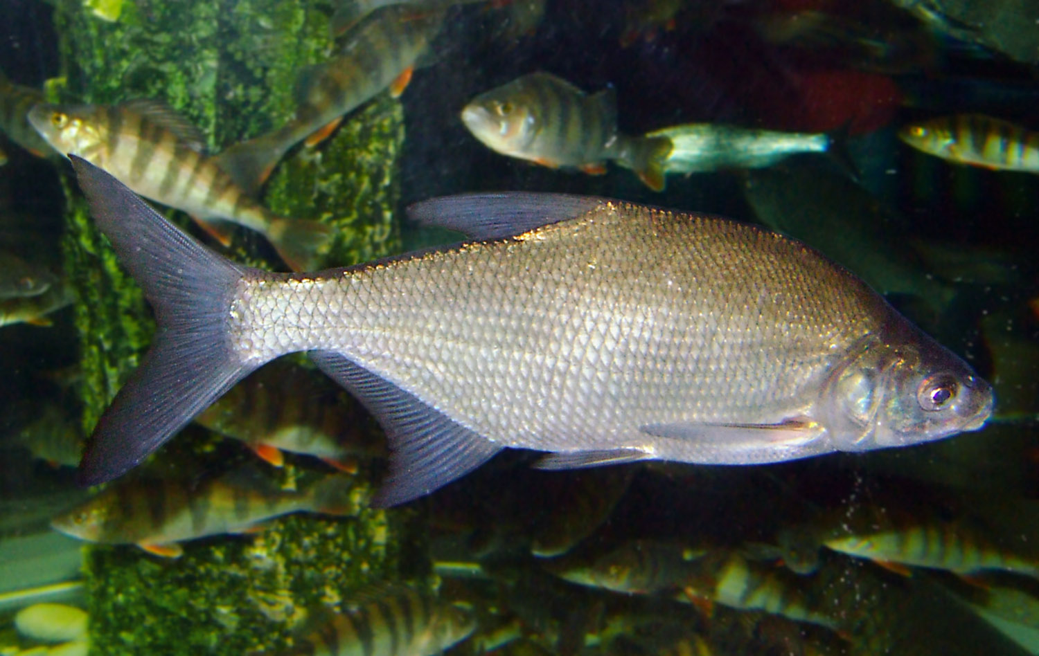 Carp_bream1.jpg