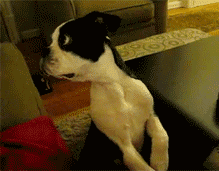 tumblr_lxsbpsWLwW1rnq3i2o1_250.gif
