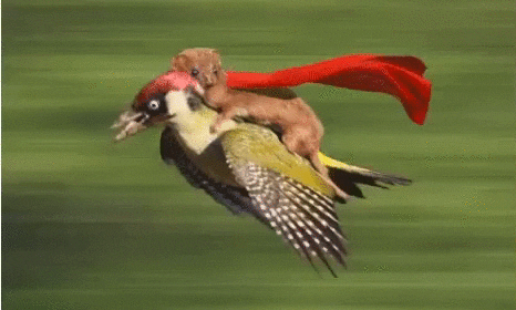 giphy.gif