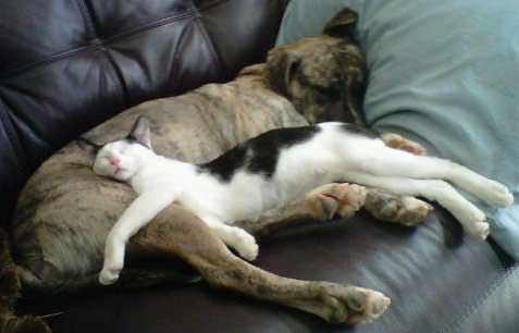 dog-cat-sleeping.jpg