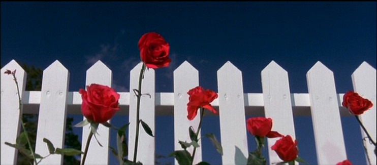 whitepicketfence_bluevelvet.jpg