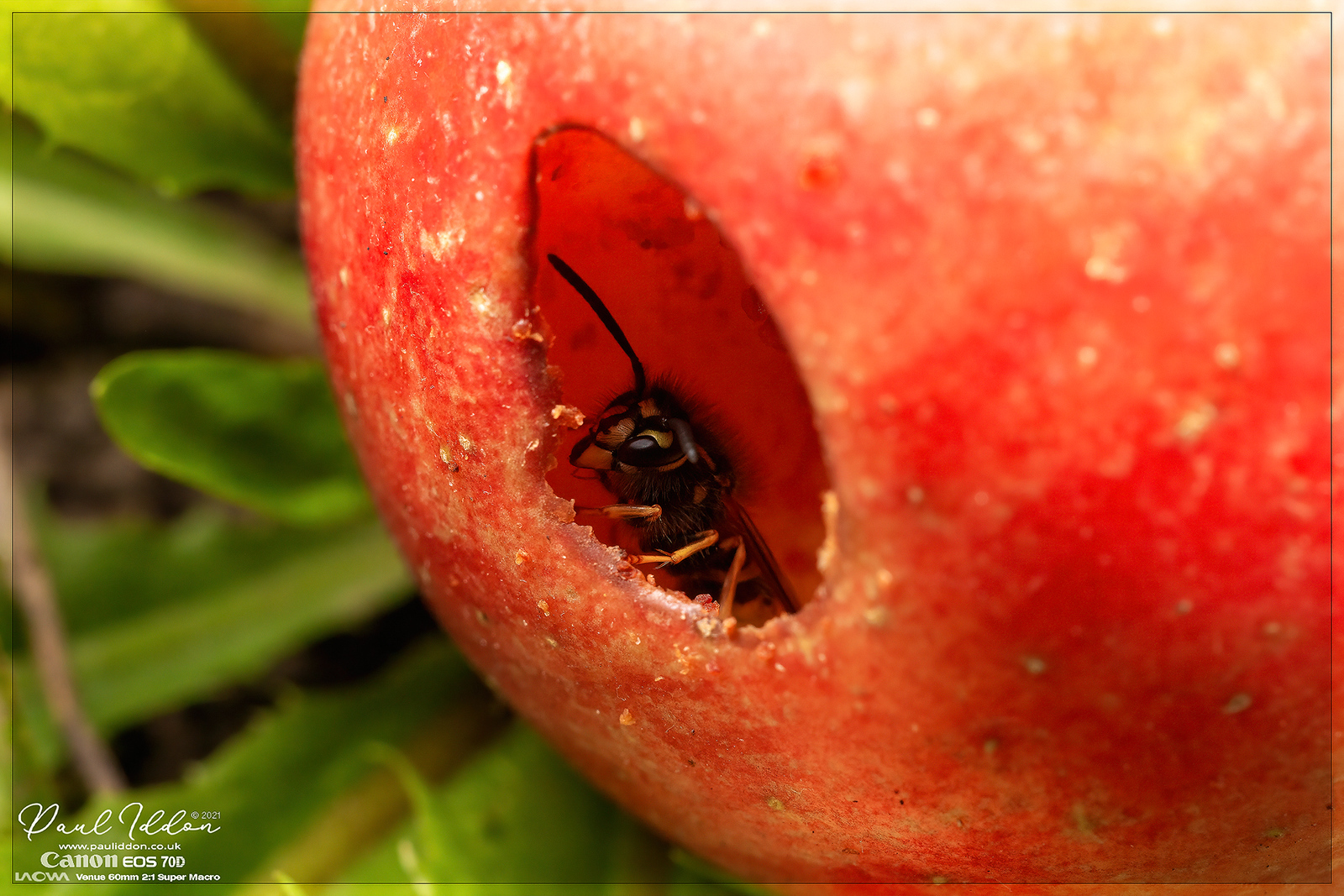 augwasp01_4k_1800-X3.jpg