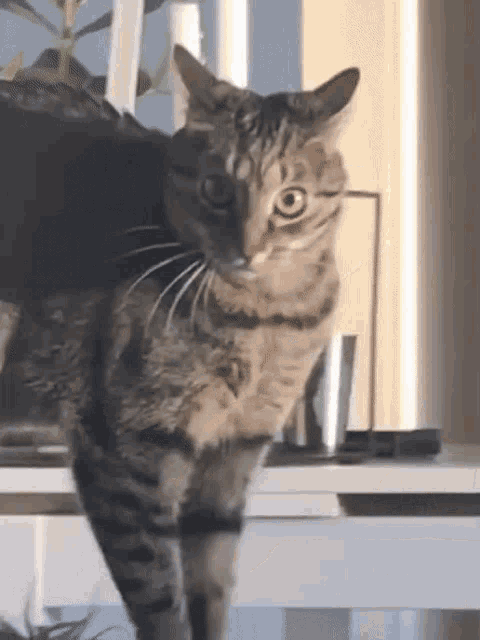 funny-cat.gif