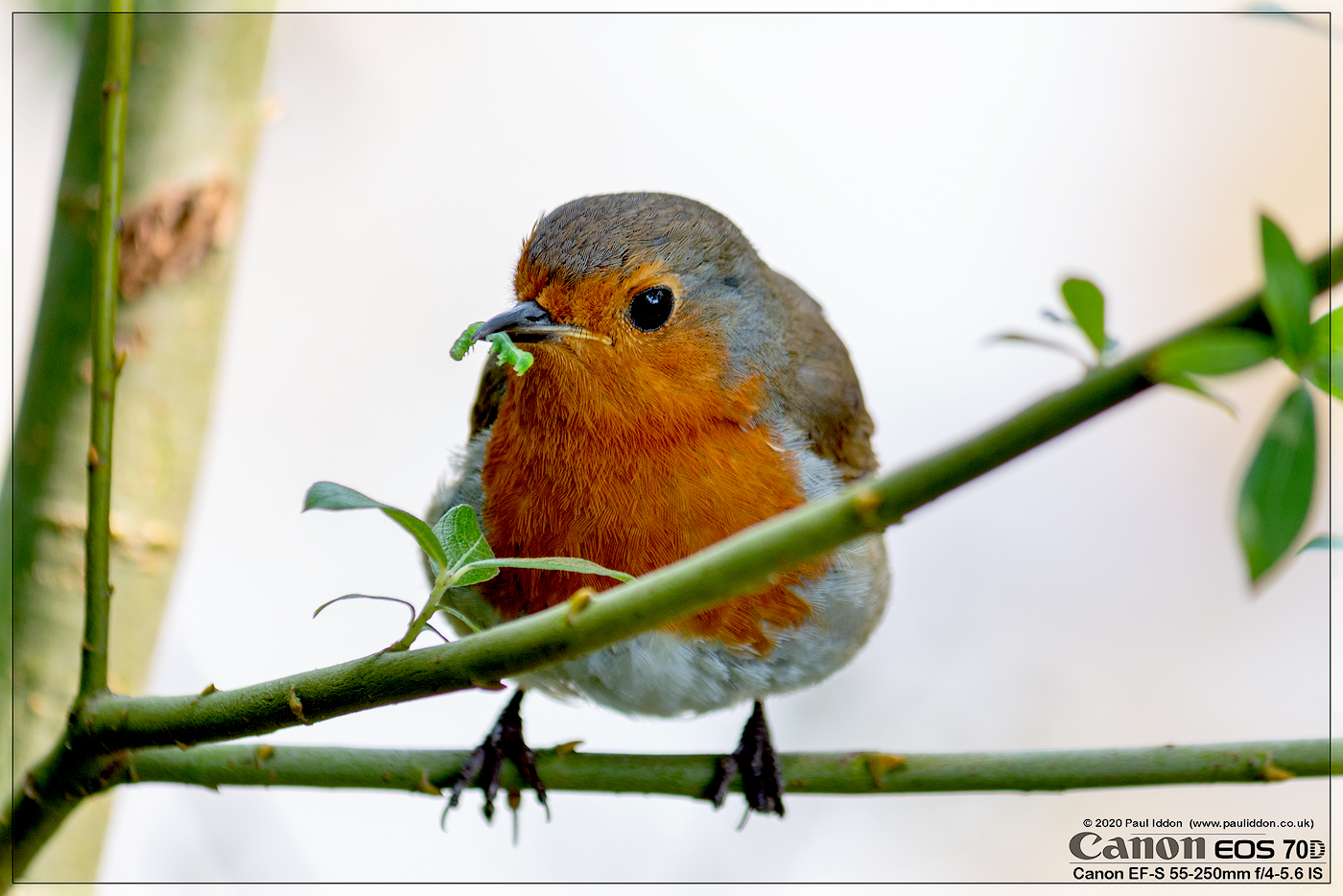 robin04.jpg