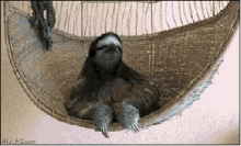 sloth-hammock.gif