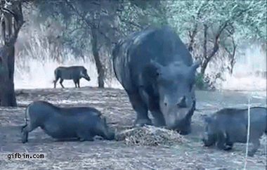 1315246066_rhino_vs_warthog.gif