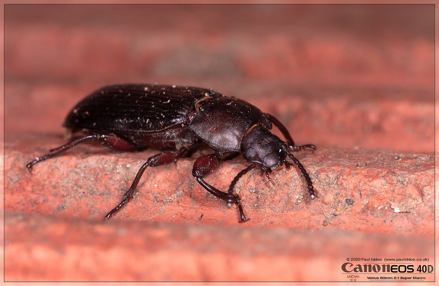 beetle_b.jpg