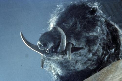 razorback-4.jpg
