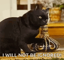 funny-animals-genie-in-a-bottle.gif