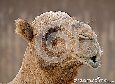 camel-pouty-lips-11071202.jpg