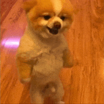 tumblr_ohfeirROKz1s373hwo1_400.gif